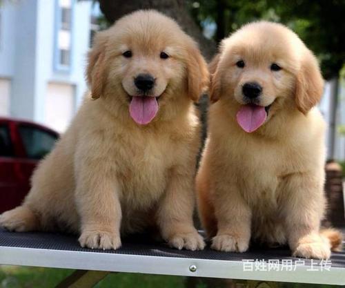 金毛的价格多少钱一只,金毛的价格多少钱一只幼犬,金毛和柴犬哪个贵？