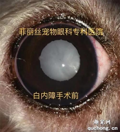 狗狗白内障手术多少钱,狗狗白内障手术多少钱一个眼睛,南京有宠物医院治狗白内障吗？