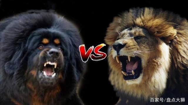狮子和藏獒谁厉害,狮子和藏獒谁厉害视频,鬣狗和藏獒谁厉害？