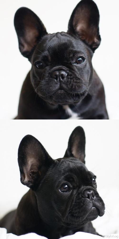 黑色斗牛犬多少钱一只,黑色斗牛犬多少钱一只幼犬,哪种法国斗牛犬的颜色最便宜？