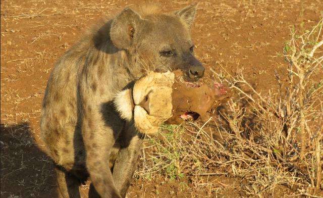 藏獒vs鬣狗,非洲斑鬣狗3秒咬死比特犬视频,鬣狗，藏獒，比特，坎高，北美灰狼.实力怎么排？