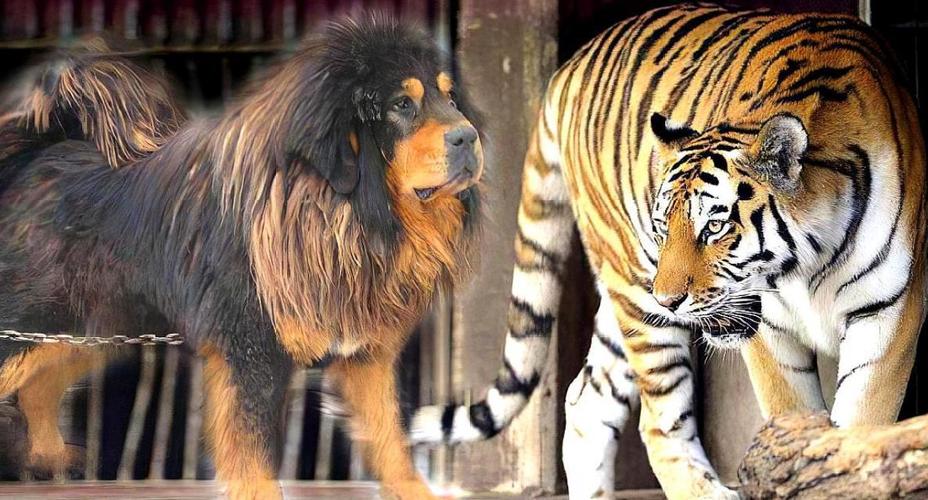 藏獒打得过老虎吗,藏獒打得过老虎吗?,东北虎和藏獒体型对比？