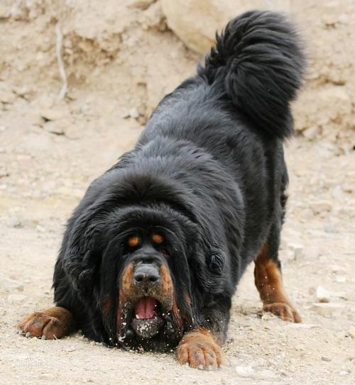 中国最大的藏獒,中国最大的藏獒有多大,最大的獒犬是什么品种？