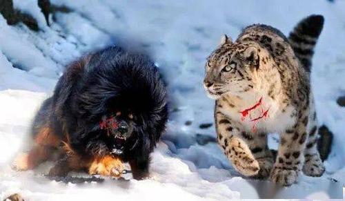 雪豹vs藏獒,雪豹vs藏獒谁厉害,雪豹战斗力到底有多强？
