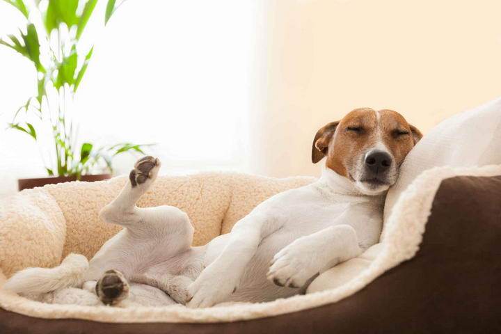 狗狗睡眠时间是多少,狗狗睡眠时间是多少正常,刚满一个月的小狗晚上睡觉能醒吗？