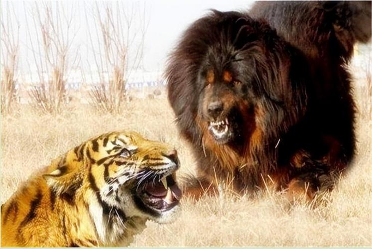 老虎和藏獒哪个厉害,老虎和藏獒哪个厉害视频,藏獒和虎谁厉害？