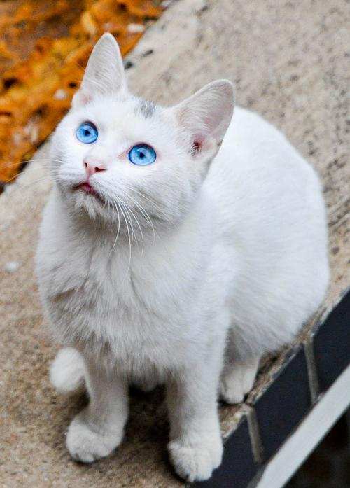蓝眼白猫多少钱一只,蓝眼白猫多少钱一只正常价,白猫蓝眼睛怎么样？