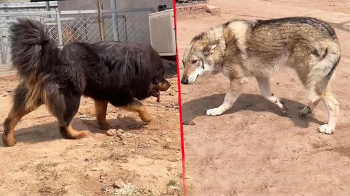 狼vs藏獒,北美灰狼vs藏獒,藏獒和狼比谁更厉害？