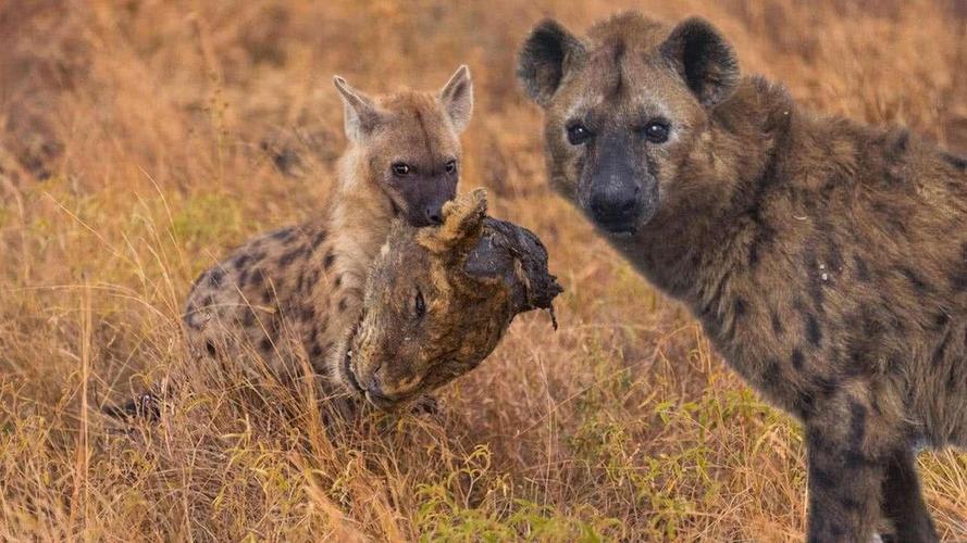 鬣狗vs藏獒,鬣狗vs藏獒谁厉害,鬣狗和藏獒谁厉害？