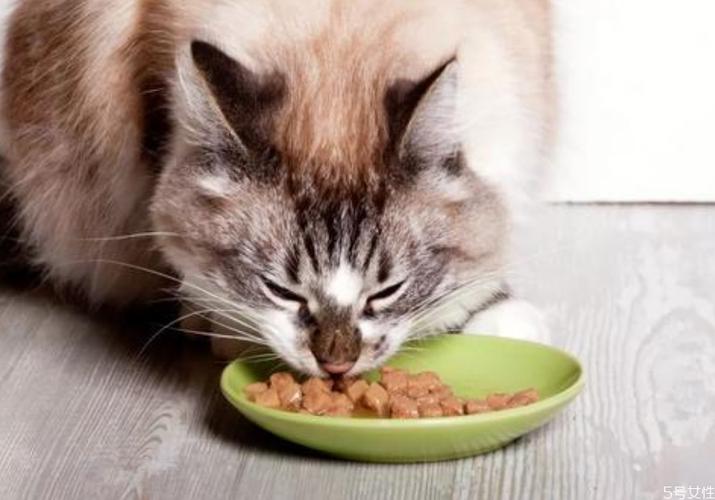 3个月猫一天吃多少猫粮,3个月猫一天吃多少猫粮正常,3个月大的猫咪应该一天吃几顿每顿吃多少猫粮？