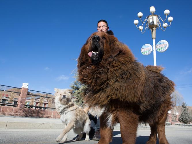 中亚牧羊犬vs藏獒,中亚牧羊犬vs藏獒谁更厉害,请问藏獒与牧羊犬哪个厉害？