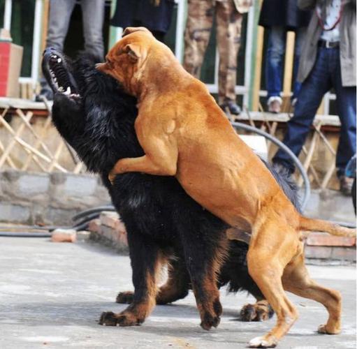 比特犬和藏獒打斗视频,非洲斑鬣狗3秒咬死比特犬视频,为什么藏獒打不过比特犬？狮子打得过藏獒和比特吗？