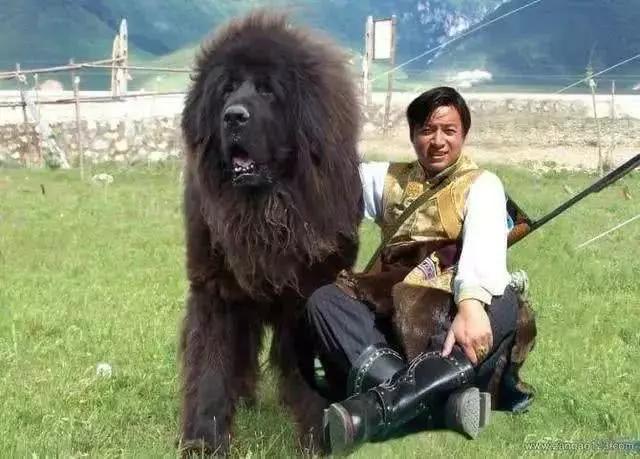 藏獒的战斗力有多强,巨型藏獒王460斤,蒙古獒和藏獒哪个厉害？