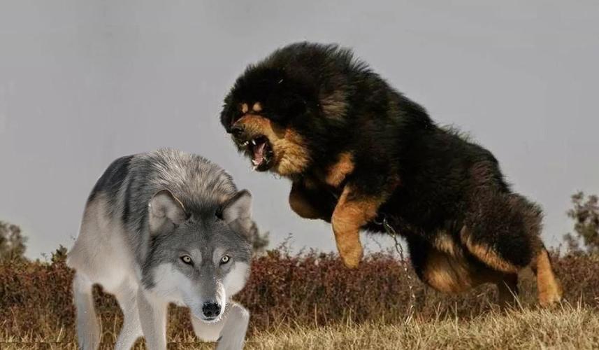 狼怕藏獒吗,狼怕藏獒吗?,两条成年藏獒犬能对付一条狼吗？