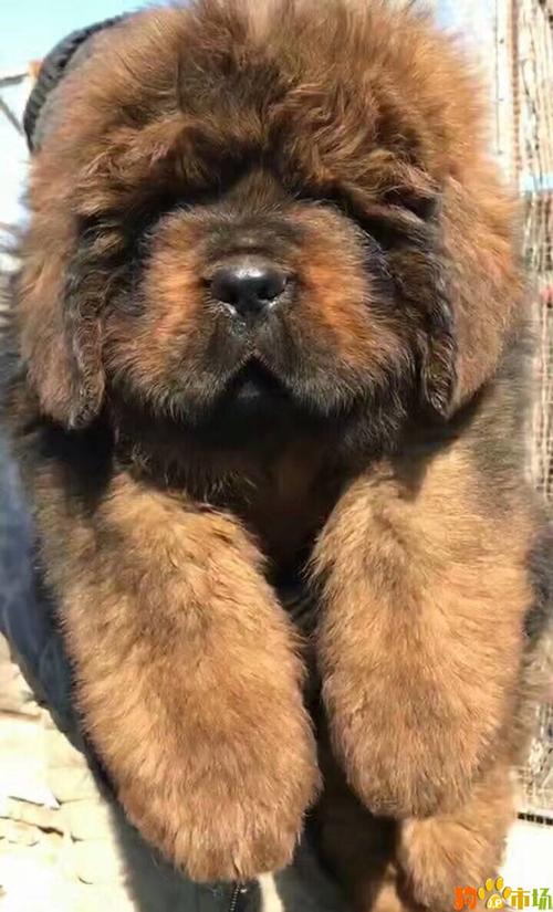 藏獒幼犬200元出售,藏獒幼犬200元出售 纯种,两年的藏獒能卖多少？