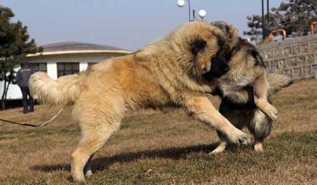 杜高犬vs藏獒,杜高犬VS藏獒,高加索犬与藏獒哪一个比较厉害？