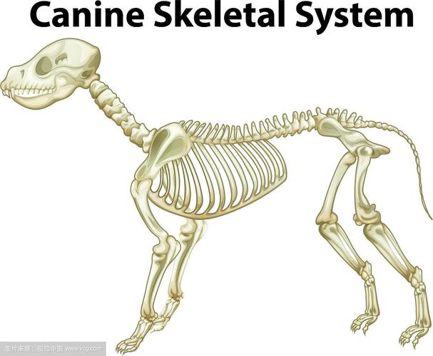 狗有多少块骨头,狗有多少块骨头总数,动物骨头数量排名？