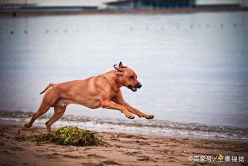狗的奔跑速度是多少,狗的奔跑速度是多少千米每小时,狼狗奔跑速度？