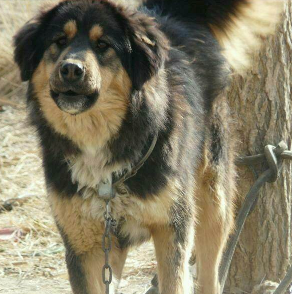 蒙古獒和藏獒哪个厉害,蒙古獒幼犬多少钱一只,藏獒和蒙古獒有什么区别吗？