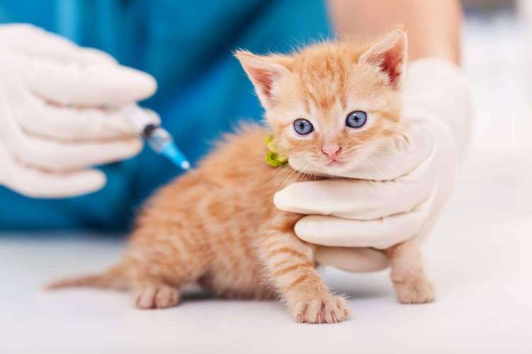 猫咪体检大概多少钱,猫咪体检大概多少钱一次,一个多月的小猫可以去体检吗？