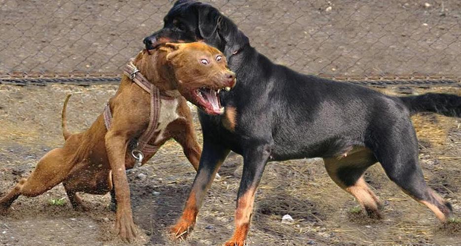 罗威纳犬打架咬死藏獒,罗威纳犬打架咬死藏獒的视频,人的力气大于狗为什么有时候会打不过狗？