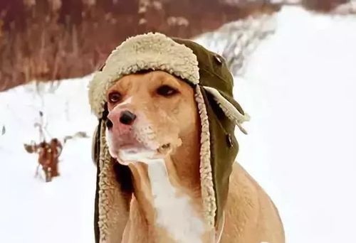 狗狗多少度会觉得冷,狗狗多少度会觉得冷啊,零下十度狗会冷吗？