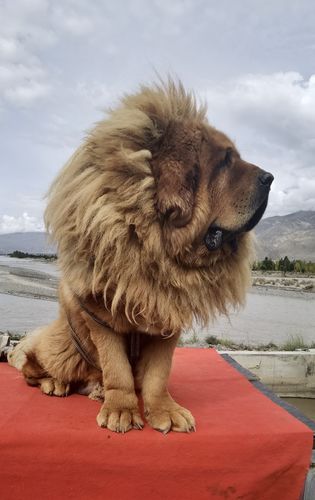 喜马拉雅河谷型藏獒,喜马拉雅河谷型藏獒不是纯种,藏獒的毛为什么那么长？