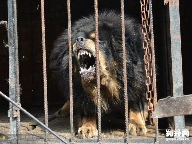 藏獒一般几岁变凶,军犬能打过藏獒吗,刚出生的藏獒有多大？