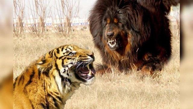 老虎和藏獒打斗视频,藏獒vs老虎(绝对真实),五只藏獒有可能战胜一只老虎吗？