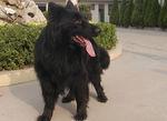 黑熊犬多少钱一只,,最大的黑熊犬有多重？