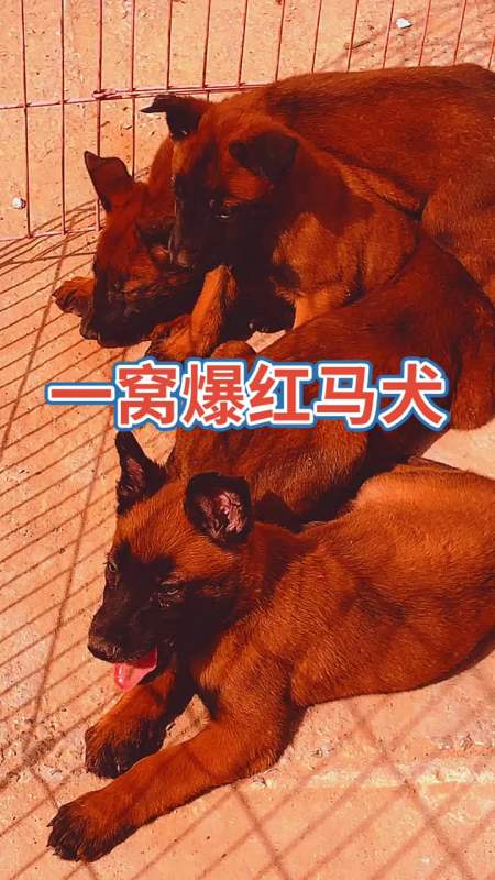 藏獒和马犬哪个厉害,藏獒和马犬哪个厉害些,马犬厉害还是苏联红厉害？