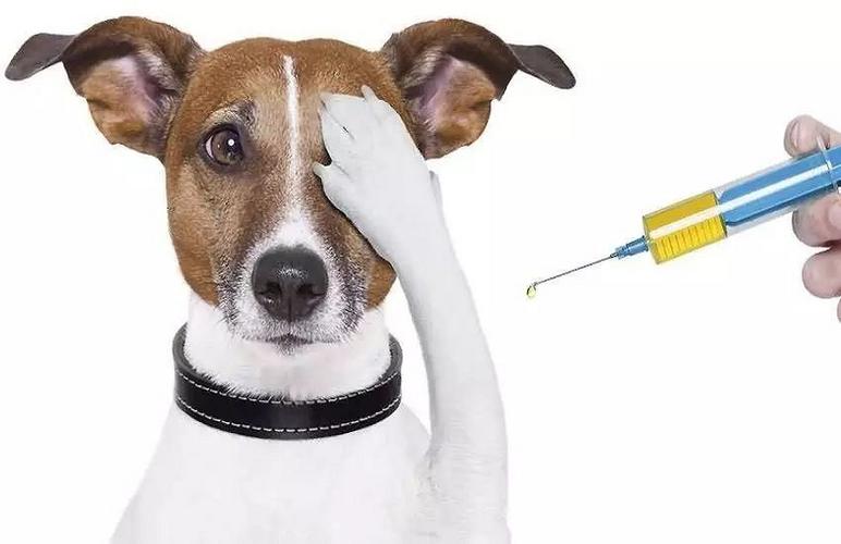小狗多少天可以打疫苗,小狗多少天可以打疫苗驱虫,狗狗要在出生多久后打疫苗？