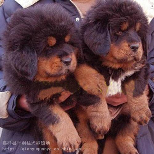 北京藏獒养殖基地,北京藏獒养殖基地在哪里,藏獒幼犬出售价格？