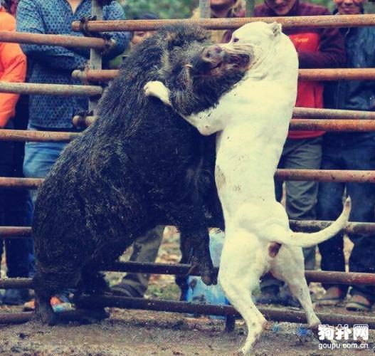 藏獒和杜高犬哪个厉害,鬼藏獒7秒咬死比特,藏獒和斑鬣狗，比特，高加索，士佐犬，杜高，谁最厉害？