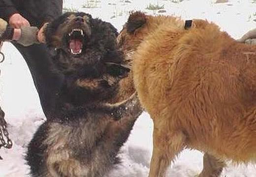 藏獒打架真实视频,藏獒打架真实视频大全,藏獒和高加索犬打架，哪个更猛？