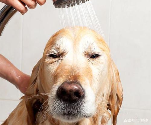 狗狗洗澡水温多少合适,人狗不能混用吹风机,金毛洗澡水温多少合适？