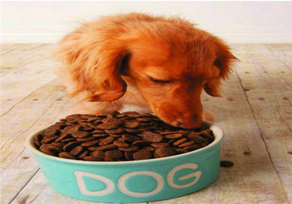 狗狗每天喂多少狗粮,狗狗每天喂多少狗粮合适,狗粮吃多少合适？