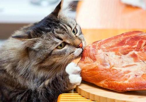 成年猫一天吃多少肉,一只成年猫一天吃多少肉,成猫每天控制食量多少？