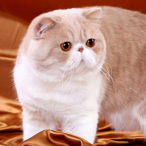 纯种加菲猫,纯种加菲猫价格多少钱一只,加菲猫是什么猫种？