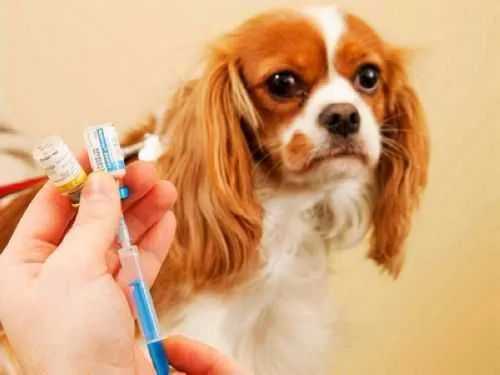 给狗狗打疫苗要多少钱,一般给狗狗打疫苗要多少钱,小狗狗打疫苗多少钱一针？