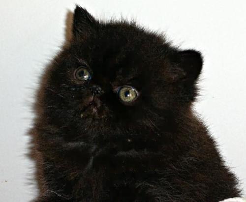 黑色波斯猫多少钱一只,黑色波斯猫多少钱一只图片,最贵的20种猫排名？