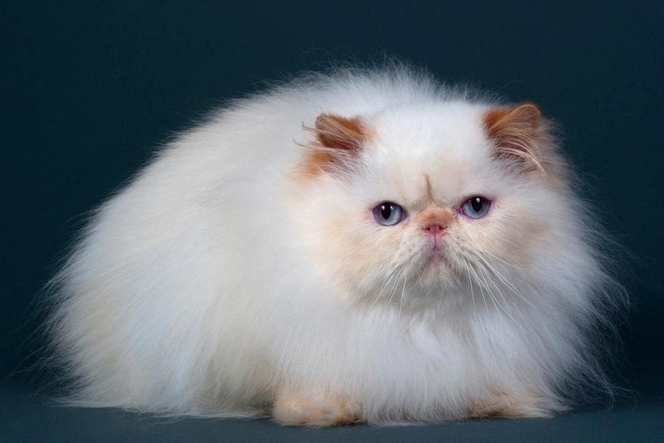纯种波斯猫,纯种波斯猫一只多少钱,300元买的波斯猫是真的吗？
