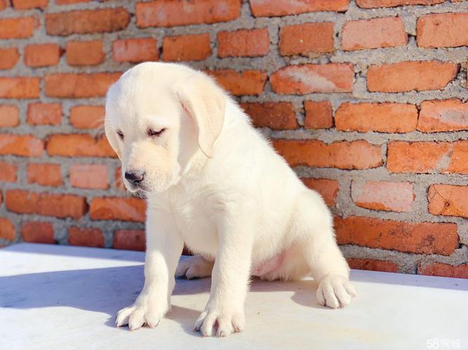 拉布拉多纯种幼犬,拉布拉多纯种幼犬图片,拉布拉多幼犬白色的是纯种的吗？
