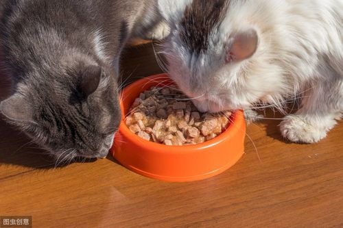 小猫多少天可以吃猫粮,宠物猫可以不吃猫粮吗,小猫出生多少天可以吃猫粮？