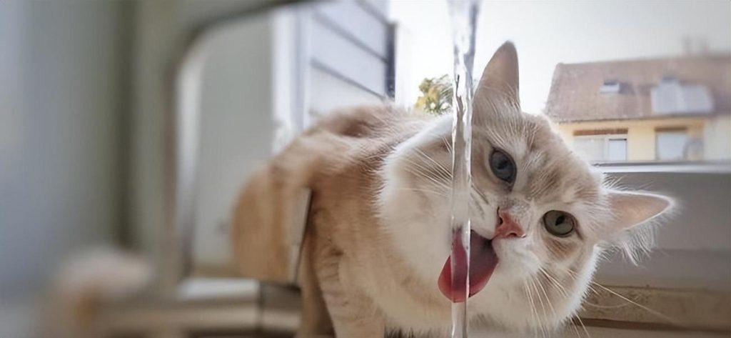 成年猫一天喝多少水,成年猫一天喝多少水正常,七个月大的猫每天喝多少水？