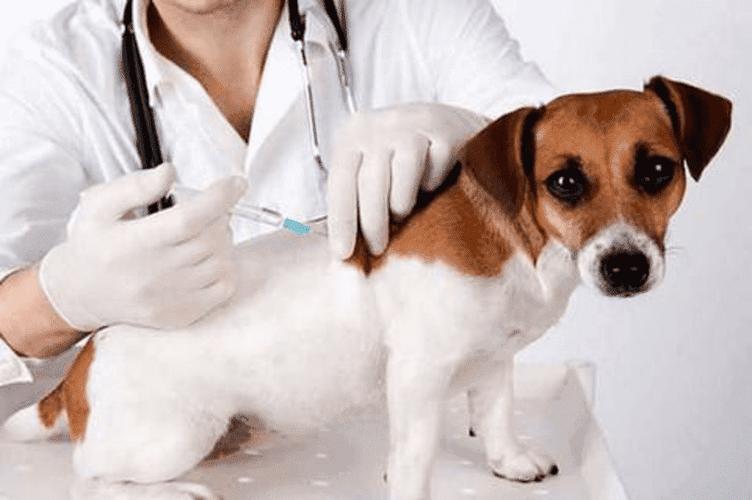 小狗出生多少天打疫苗,小狗出生多少天打疫苗最好,幼犬首免时间是？