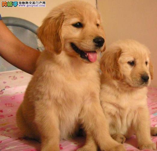 买一只金毛幼犬多少钱,买一只金毛幼犬多少钱一只,金毛幼犬价格？