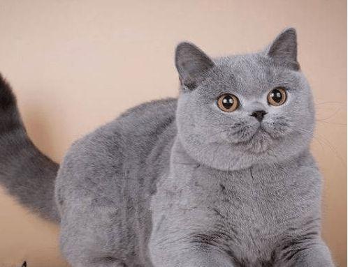 纯种英国短毛猫,纯种英国短毛猫多少钱一只,英国十大名猫排名？