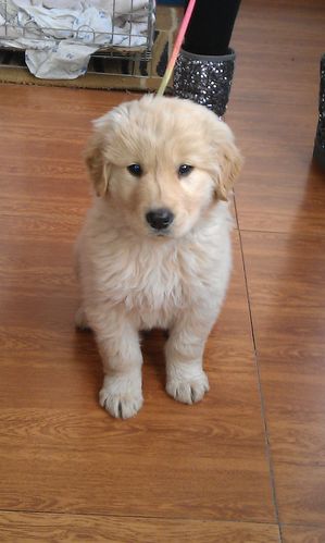 纯种金毛幼犬图片,纯种金毛幼犬图片两个月,为什么纯种的金毛比金毛混血好一点？