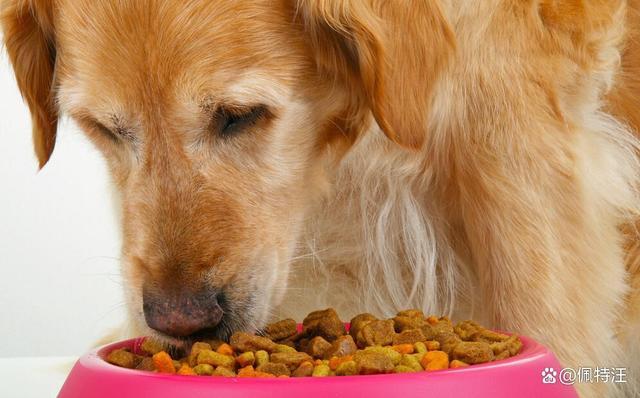 金毛犬一天吃多少狗粮,金毛犬一天吃多少狗粮合适,金毛一个月吃多少狗粮？